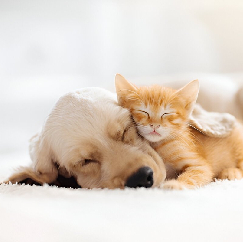 Pet Care Coupons & Deals for Big Savings - LiveOffCoupon