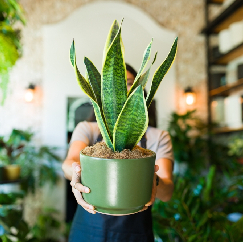 Top Home and Garden Coupons for Big Savings | LiveOffCoupon